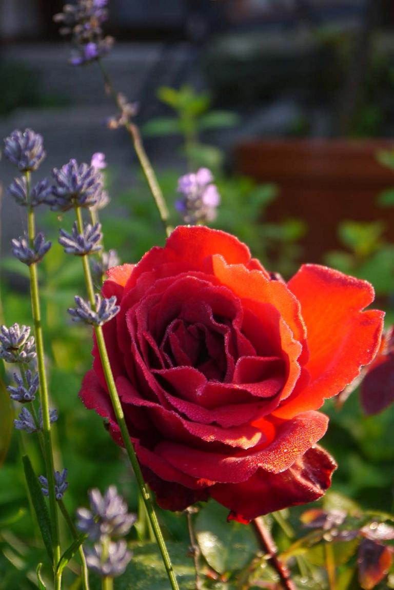 Rose